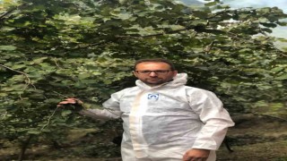 Kahverengi kokarca ile mücadelede en etkili yöntem kışlak mücadelesi
