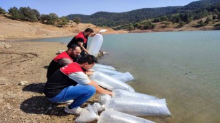 Kapıdağda bulunan gölete 50 bin sazan balığı salındı