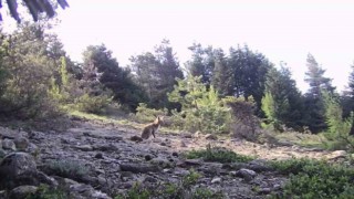 Karabükte yaban hayvanlar fotokapana yakalandı