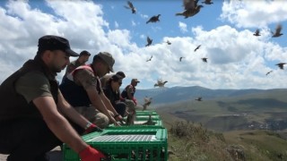 Karaçay Kanyonuna 200 kınalı keklik salındı