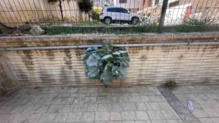 Karalahananın inadı duvarı deldi