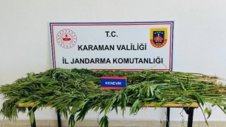 Karamanda kenevir operasyonu: 3 gözaltı