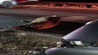 Karayoluna çıkan domuz kazaya neden oldu