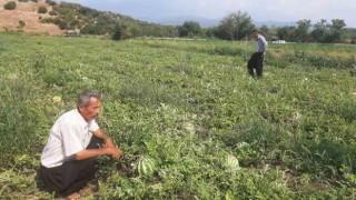 Karpuz tarlasını hasat etmeye giden çiftçiye ‘Karga şoku