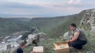 Karsta tedavileri tamamlanan Karaçaylaklar doğal ortama bırakıldı