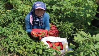 Kavurucu sıcakta acı hasat, ellerini yüzlerine süremiyorlar