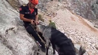 Kayalıklarda mahsur kalan keçiler kurtarıldı