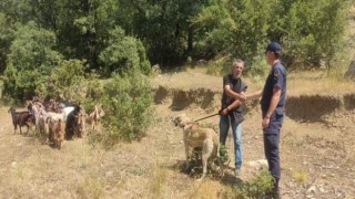 Kaybettiği küçükbaş hayvanlarını jandarma buldu