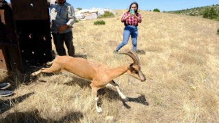 Kazankaya Kanyonuna 5 dağ keçisi bırakıldı