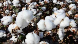 Kekik ve pamukta yaşanan rekolte ve fiyat kaybı üreticisi zor durumda bıraktı