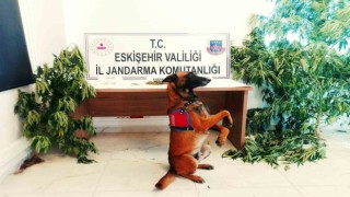 Kenevir bitkisi yetiştiren şahsa jandarma operasyonu
