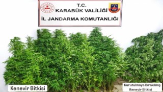 Kenevir operasyonunda 1 tutuklama