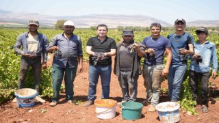 Kiliste sınırın sıfır noktasında üzüm hasadı başladı