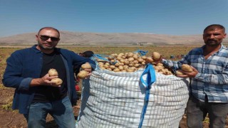 Kışlık agria cinci patateste hasat başladı