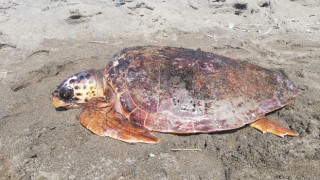 Kıyıya Vuran Yaralı Caretta Caretta Kurtarıldı