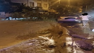 Kontrolden çıkan otomobil refüjdeki ağaçlara çarptı: 2 yaralı