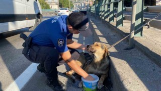Korku dolu gözlerle bekleyen yaralı köpeği polis kurtardı