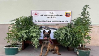 Kova içerisinde kenevir yetiştiren 2 şahsa jandarmadan operasyon
