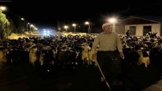 Koyun sürüsünün ilçe merkezinden geçişi sırasında renkli görüntüler ortaya çıktı