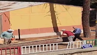 Kozalak düşüyor iddiasıyla kesilen ağaçlar tepkilere neden oldu