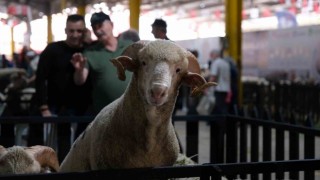 Küçükbaş Hayvancılık Festivali için geri sayım başladı