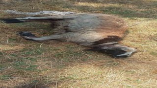 Kulp ilçesinde başıboş sokak köpekleri 19 koyunu telef etti
