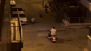 Kuşadası sokaklarındaki domuz sürüsü böyle görüntülendi