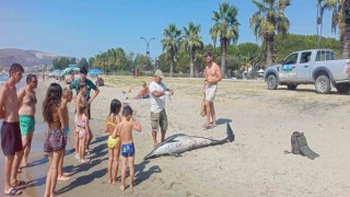Kuşadasında ölü yunus sahile vurdu