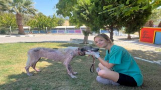 Kuşadasında orman yangınından kurtarılan köpek sağlığına kavuştu
