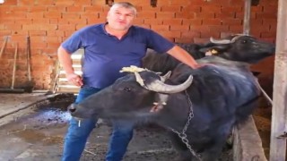 Kütahyada köylere manda desteği