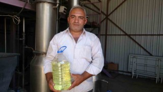 Lavantada hasat başladı: 60 kilosundan 1 kilo çıkıyor, 600 TLye satılıyor