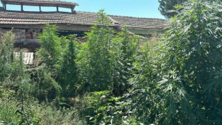 Manisada zehir tacirlerine geçit yok