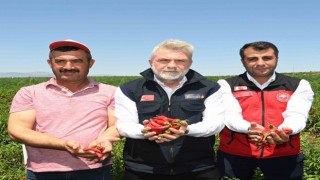 Maraş biberinde hasat dönemi başladı