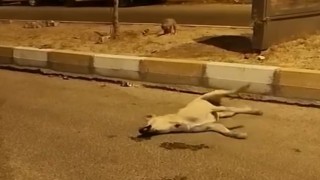 Mardinde sokak köpekleri başka bir köpeği telef etti
