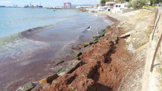 Marmara Denizinde kızıl yosun alarmı