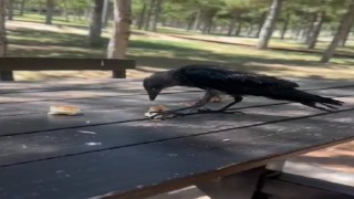 Masaya gelen karga kahvaltıya ortak oldu