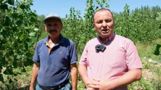 Mersinde karpuz hasadı başladı