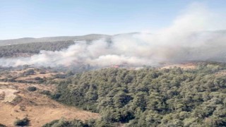 Milasta orman yangını