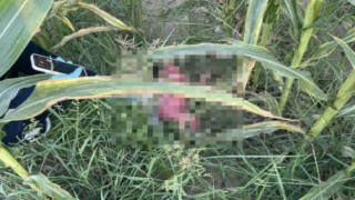 Mısır tarlasında bulunan bebekle ilgili 1 kişi tutuklandı