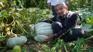 Muşlu çiftçi 50 kiloluk bal kabağı yetiştirdi