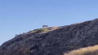 Nesli koruma altındaki dağ keçileri Harputta görüntülendi