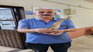 Nesli tükenmek üzere olan balaban kuşu bulundu