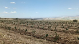 Niğdede Tıbbi Aromatik Bitki Yetiştiriciliği Demonstrasyon Projesi hayata geçiyor