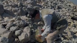 Oltaya takılan 35 kiloluk dev turna balığını kucaklamak istedi, verdiği tepki gülümsetti