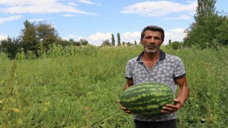 Oltuda yerli üretim karpuz ilgi görüyor