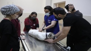 OMÜ Hayvan Hastanesinde 20 binin üzerinde hayvana hizmet