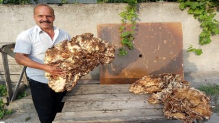 Ormanda 40 kilogramlık mantar buldu, 2 bin TLye sattı