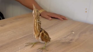 Osmaniyede bitkin bulduğu Alacabalıkçıl kuşunu doğal yaşam ortamına bıraktı