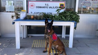 Osmaniye'de Jandarma'dan Uyuşturucu Operasyonu