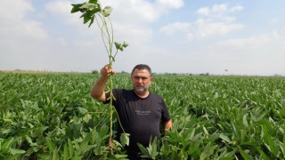 Osmaniye'de Sertifikalı Tohum Denetimleri Yapıldı
